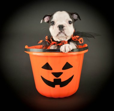 Cadılar Bayramı köpek yavrusu