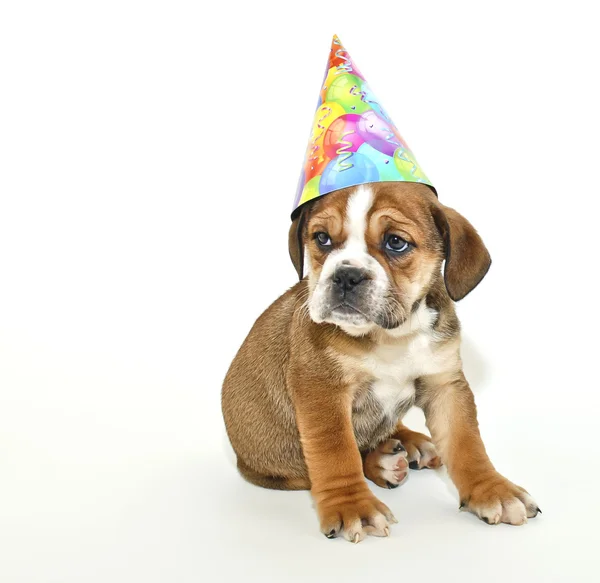 Cãozinho de aniversário — Fotografia de Stock