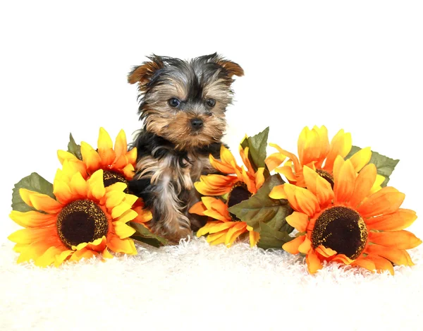 Tiny Yorkie Puppy — Stock Photo, Image