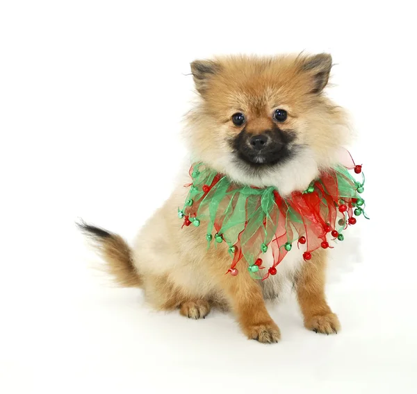 圣诞小狗 — 图库照片