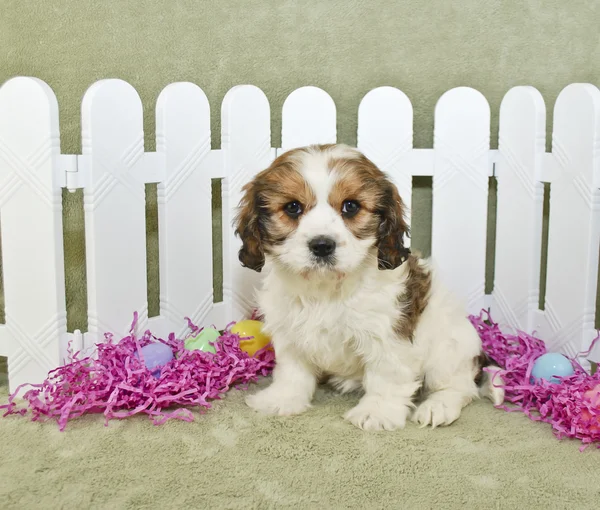 Páscoa Cavachon Filhote de cachorro — Fotografia de Stock