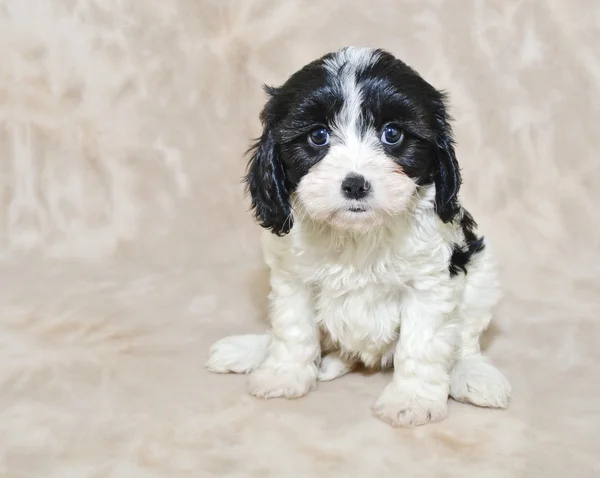 Siyah-beyaz cavachon köpek yavrusu — Stok fotoğraf