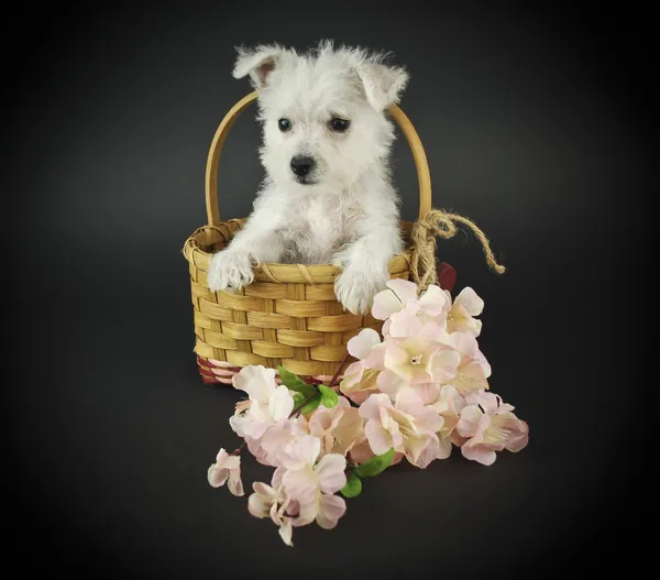 Westie pup — Stockfoto