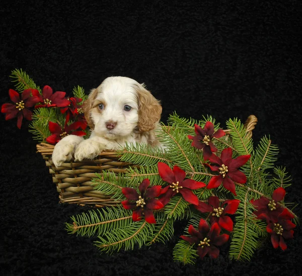 Cucciolo di Natale — Foto Stock