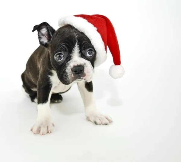 Boston Terrier vistiendo un sombrero de Santa — Foto de Stock