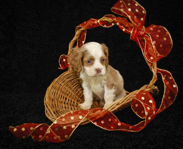 Christmas Puppy — Stock Photo, Image