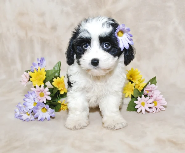 Cavachon Puppy — Stockfoto