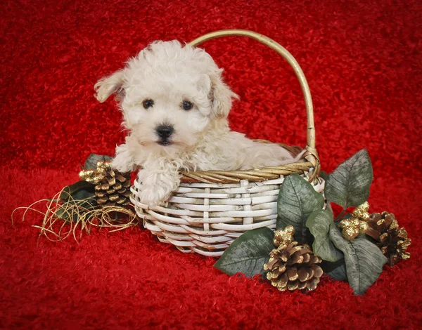 Weihnachtswelpen — Stockfoto