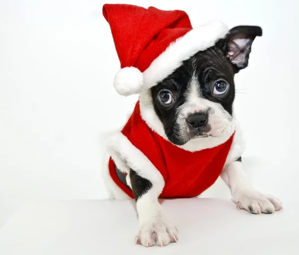 波士顿梗犬穿着圣诞老人的衣服 — 图库照片