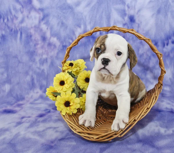 Bulldog Puppy — Stock Photo, Image