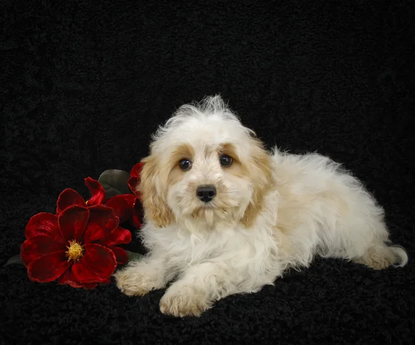 Christmas Cavachon Puppy — Stock Photo, Image