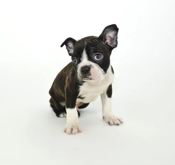 Boston Terrier Puppy — Fotografie, imagine de stoc