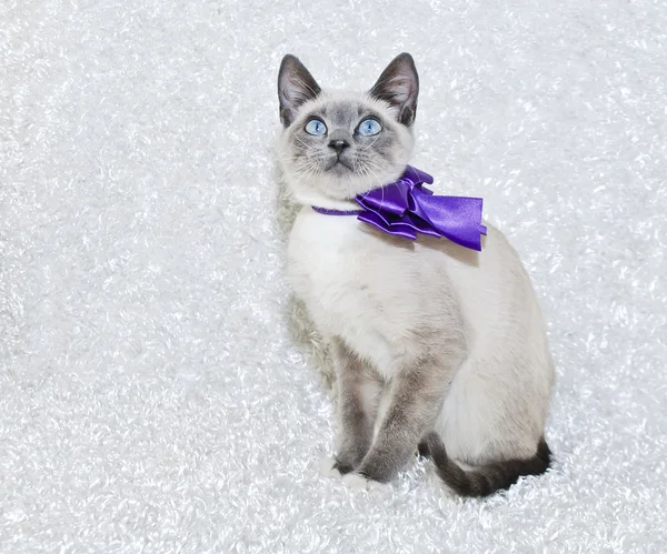 Siamese Kitten — Stock Photo, Image