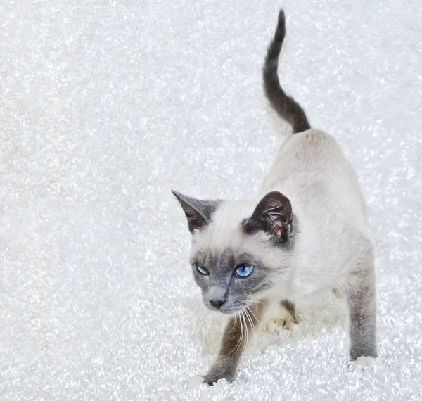 Beautiful Siamese Kitten — Stock Photo, Image