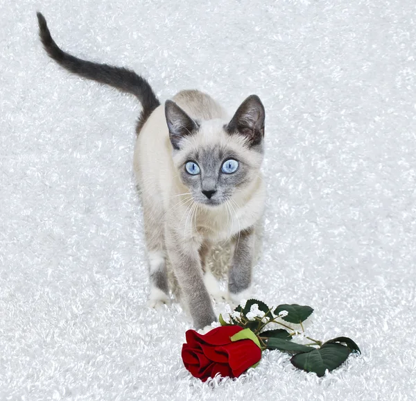 Beautiful Siamese Kitten — Stock Photo, Image