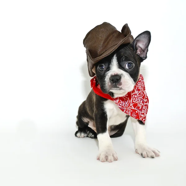 Cowboy Boston — Stock Photo, Image