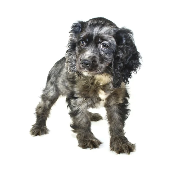 Cocker cucciolo spagnolo — Foto Stock