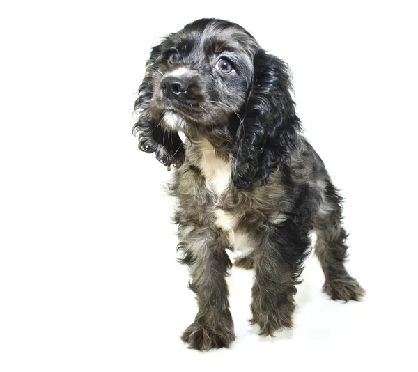 Cocker spaniel pastelami malowany — Zdjęcie stockowe