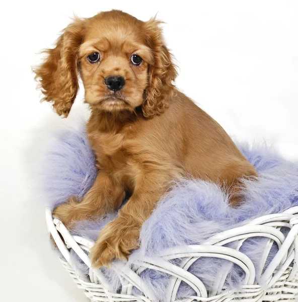 Cocker spaniel pastelami malowany — Zdjęcie stockowe