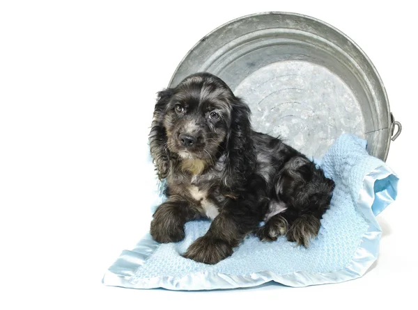 Cockerspaniel Welpe — Stockfoto