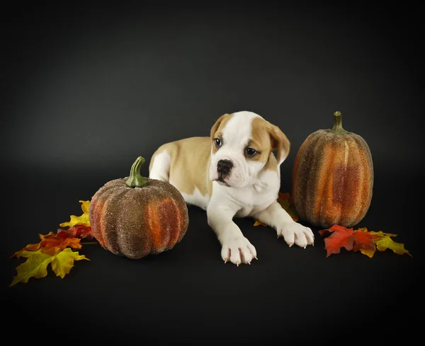 Herbst Bulldoggen Welpe — Stockfoto