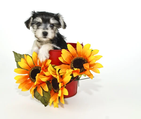 Morkie Puppy — Stock Photo, Image