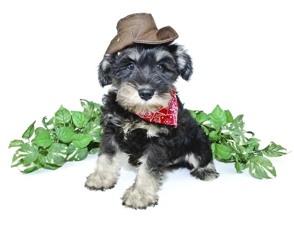 Filhote de cachorro Cowboy — Fotografia de Stock