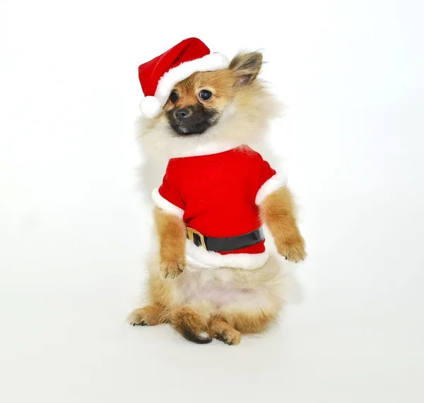 圣诞老人 pom 的小狗 — 图库照片