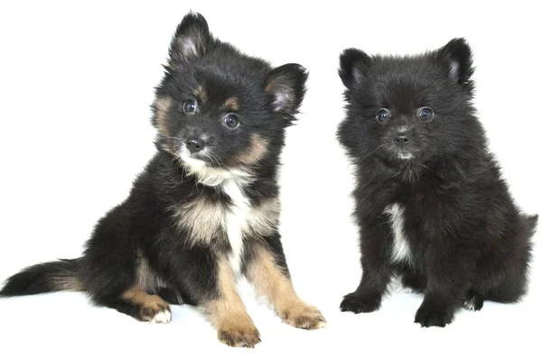 Two Cute Pomeranian Puppies — Stock Photo, Image