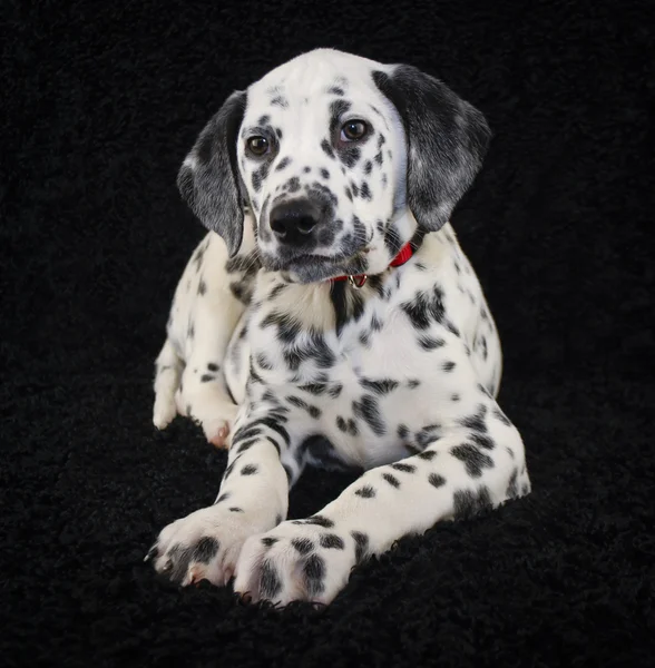 Cute Dalmatia Puppy — Stock Photo, Image