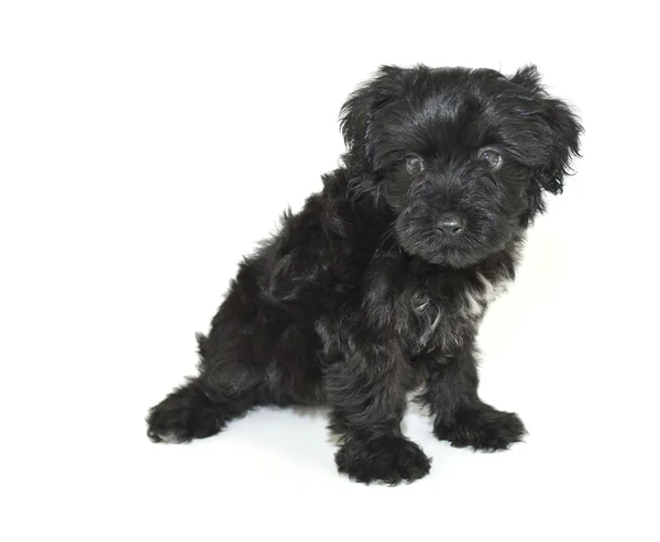 Cute Black puppy — Stock Photo, Image