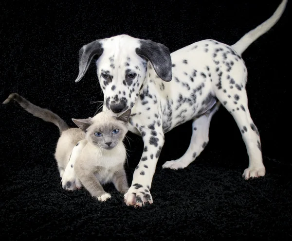 And You Thought You Had It Ruff — Stock Photo, Image