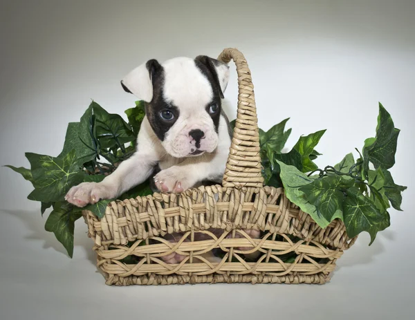 Dulce Bulldog cachorro — Foto de Stock