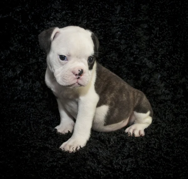 Bulldog cachorro —  Fotos de Stock