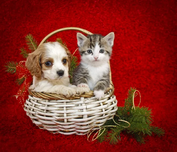 Christmas puppy en kitten. — Stockfoto