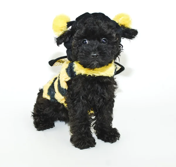 Bumble Bee Puppy — Stock Photo, Image