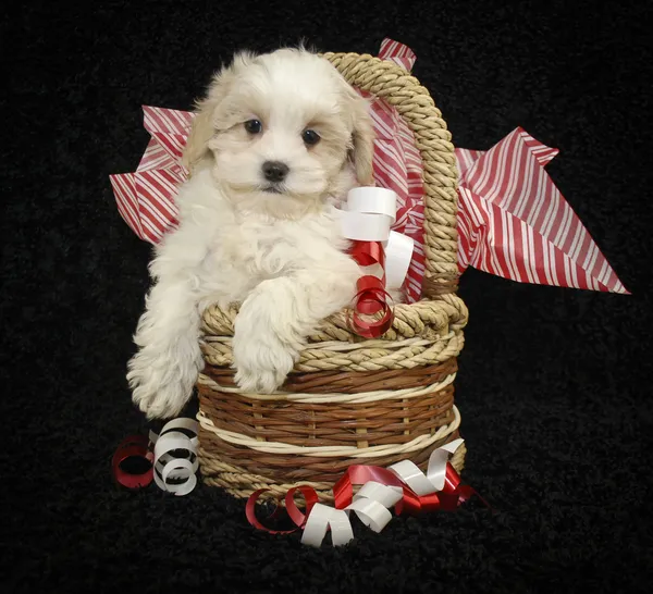 Christmas Puppy — Stock Photo, Image