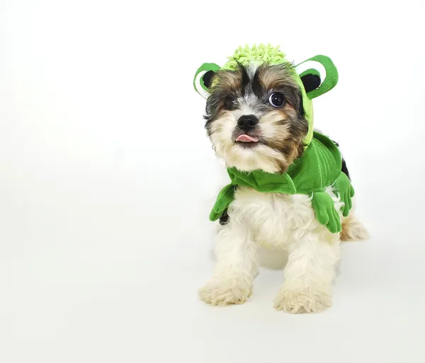 Cavachon Puppy in a Frog Costume — Stock Photo, Image