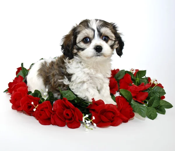 Little Cavachon Puppy — Stock Photo, Image