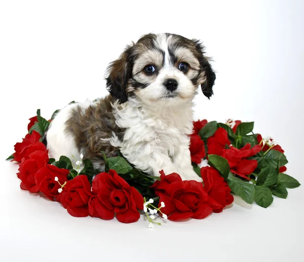 Pequeño cachorro de Cavachon — Foto de Stock