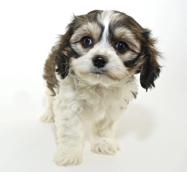 Lindo cavachon cachorro — Foto de Stock