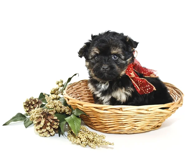 Cãozinho de Natal — Fotografia de Stock