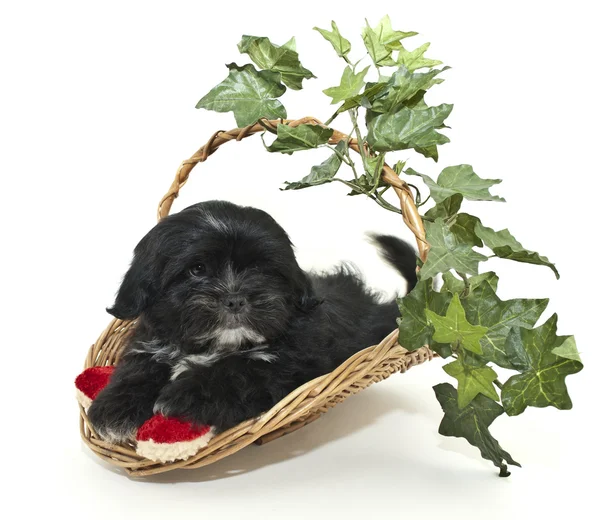 Filhote de cachorro preto e branco bonito — Fotografia de Stock