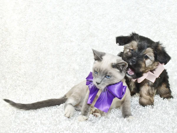 Funny Puppy Wanting To Bite kitty! — Stock Photo, Image