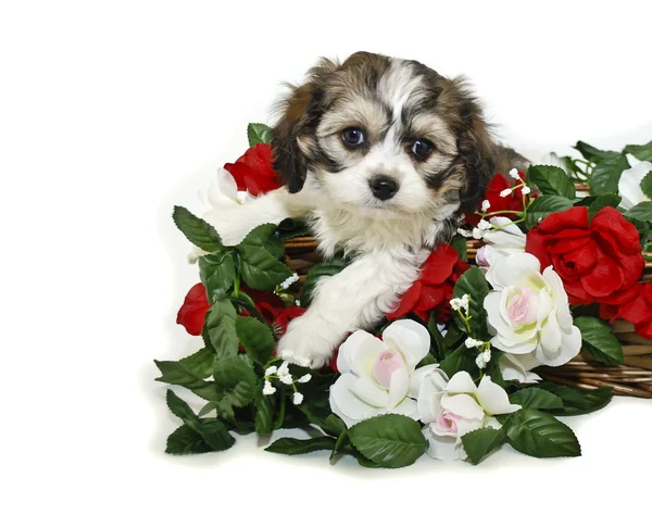 Very Cute Cavachon Puppy — Stock Photo, Image
