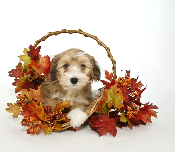 Cute Fall Puppy — Stock Photo, Image