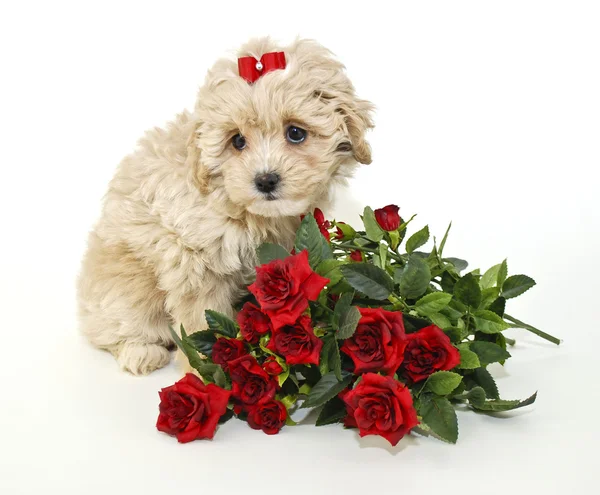 Çok tatlı bir köpek yavrusu — Stok fotoğraf