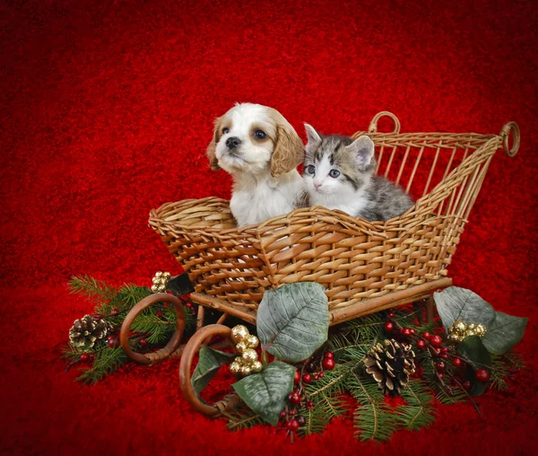 Christmas Puppy and Kitten. — Stock Photo, Image