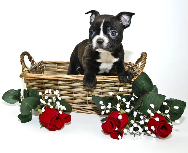 Boston terrier cachorro — Foto de Stock