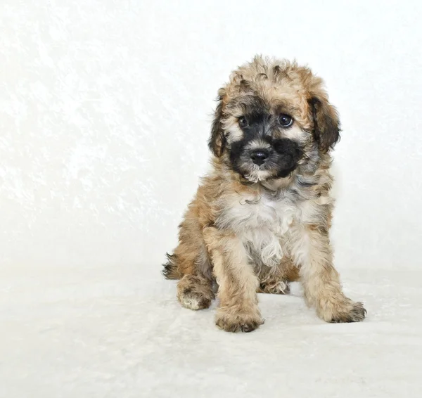 Szczeniak Malti-poo — Zdjęcie stockowe